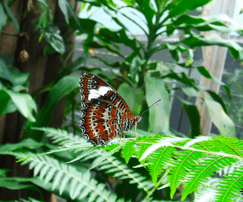 Australian Butterfly Sanctuary - Holiday Cairns 1
