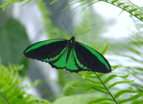 Australian Butterfly Sanctuary - Holiday Cairns 2
