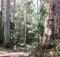 Warren River Loop Walk - Holiday Cairns