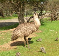 Minlaton Fauna Park - Holiday Cairns