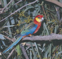 King River - Holiday Cairns