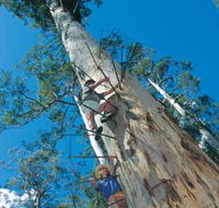 Dave Evans Bicentennial Tree - Holiday Cairns