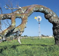 Greenough Leaning Trees - Holiday Cairns
