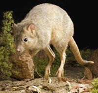 Kanyana Wildlife - Holiday Cairns