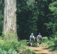 Gloucester Tree - Holiday Cairns