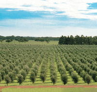 Fini Olives - Holiday Cairns