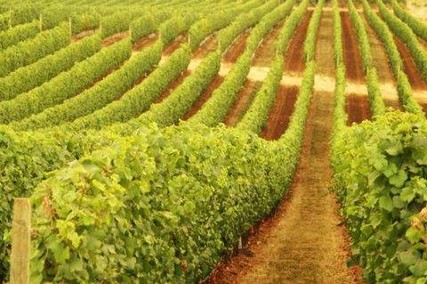 MadFish Wines Denmark - Holiday Cairns 0