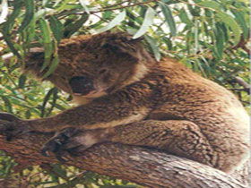 Mikkira Station - Holiday Cairns 0