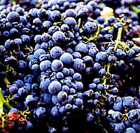 Laurel Bank Vineyard - Holiday Cairns