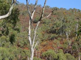 Black Hill Conservation Park - Holiday Cairns 0