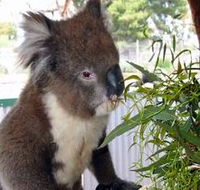 Glen-Forest Tourist Park - Holiday Cairns