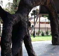 Old Gum Tree - Holiday Cairns
