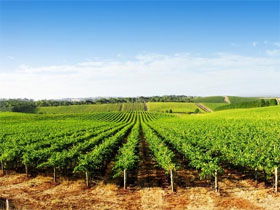 Aldinga Bay Winery - Holiday Cairns 0
