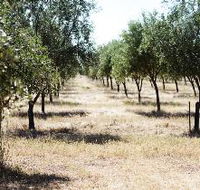 Talinga Grove Olive Oils - Holiday Cairns