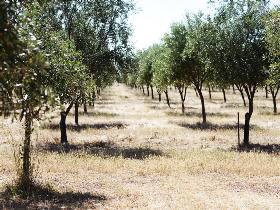 Talinga Grove Olive Oils - Holiday Cairns 0