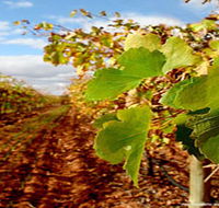 Mirabella Vineyards - Holiday Cairns