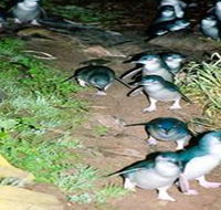 Penneshaw Penguin Centre - Holiday Cairns