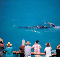 Whale Watching At Head Of Bight - Holiday Cairns