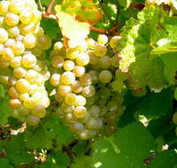 Winstead Vineyard - Holiday Cairns