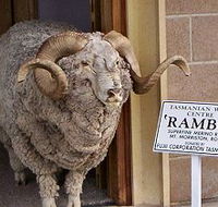 Tasmanian Wool Centre - Holiday Cairns
