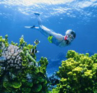 The Whale Dive Site - Holiday Cairns