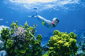 The Whale Dive Site - Holiday Cairns 0