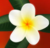Well Retreat - Day Spa and Teahouse - Holiday Cairns