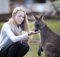 Bonorong Wildlife Sanctuary - Holiday Cairns