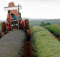 Bridestowe Lavender Farm - Holiday Cairns