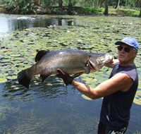 Barra Feeding - Holiday Cairns