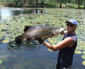 Barra Feeding - Holiday Cairns 0
