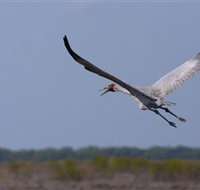 Gayngaru Wetlands Interpretive Walk - Holiday Cairns