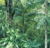 Westside Track Maiala - Holiday Cairns
