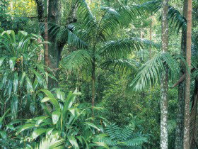 Westside Track, Maiala - Holiday Cairns 0