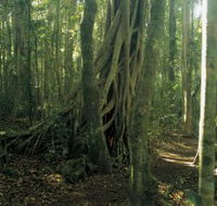 Lamington National Park Binna Burra Section - Holiday Cairns