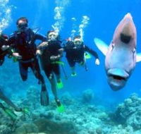 Jew Shoal Dive Site - Holiday Cairns