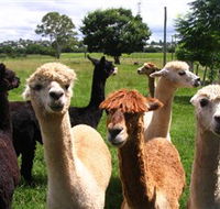 Banyandah Alpacas - Holiday Cairns