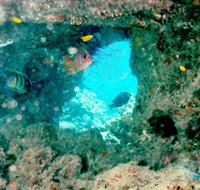 Michaelmas Cay Dive Site - Holiday Cairns