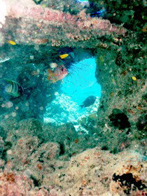 Michaelmas Cay Dive Site - Holiday Cairns 0