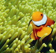 Thetford Reef Dive Site - Holiday Cairns