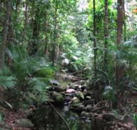 Mossman Gorge Rainforest Circuit Track Daintree National Park - Holiday Cairns