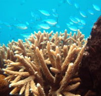 Normanby Reef - Holiday Cairns