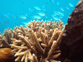 Normanby Reef - Holiday Cairns 0