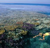 Split Bommie Dive Site - Holiday Cairns