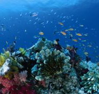 Steve's Bommie Dive Site - Holiday Cairns
