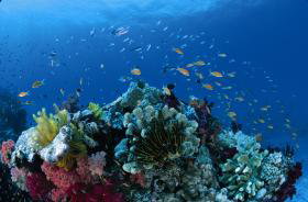 Steve's Bommie Dive Site - Holiday Cairns 0