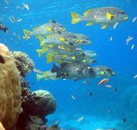 Coral Gardens Dive Site Flynn Reef - Holiday Cairns