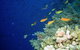 The Three Sisters Dive Site - thumb 0