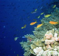 The Three Sisters Dive Site - Holiday Cairns