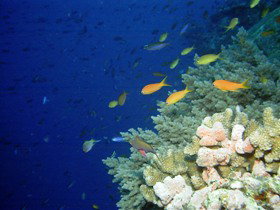 The Three Sisters Dive Site - Holiday Cairns 0